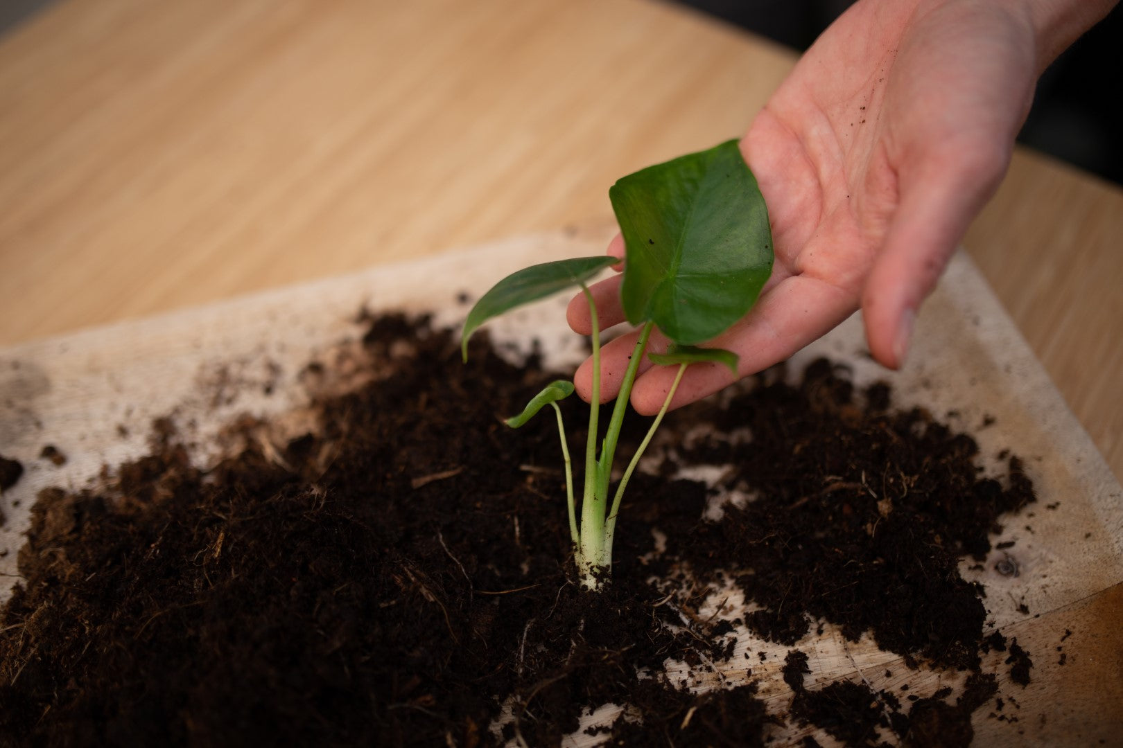 Alocasia stek