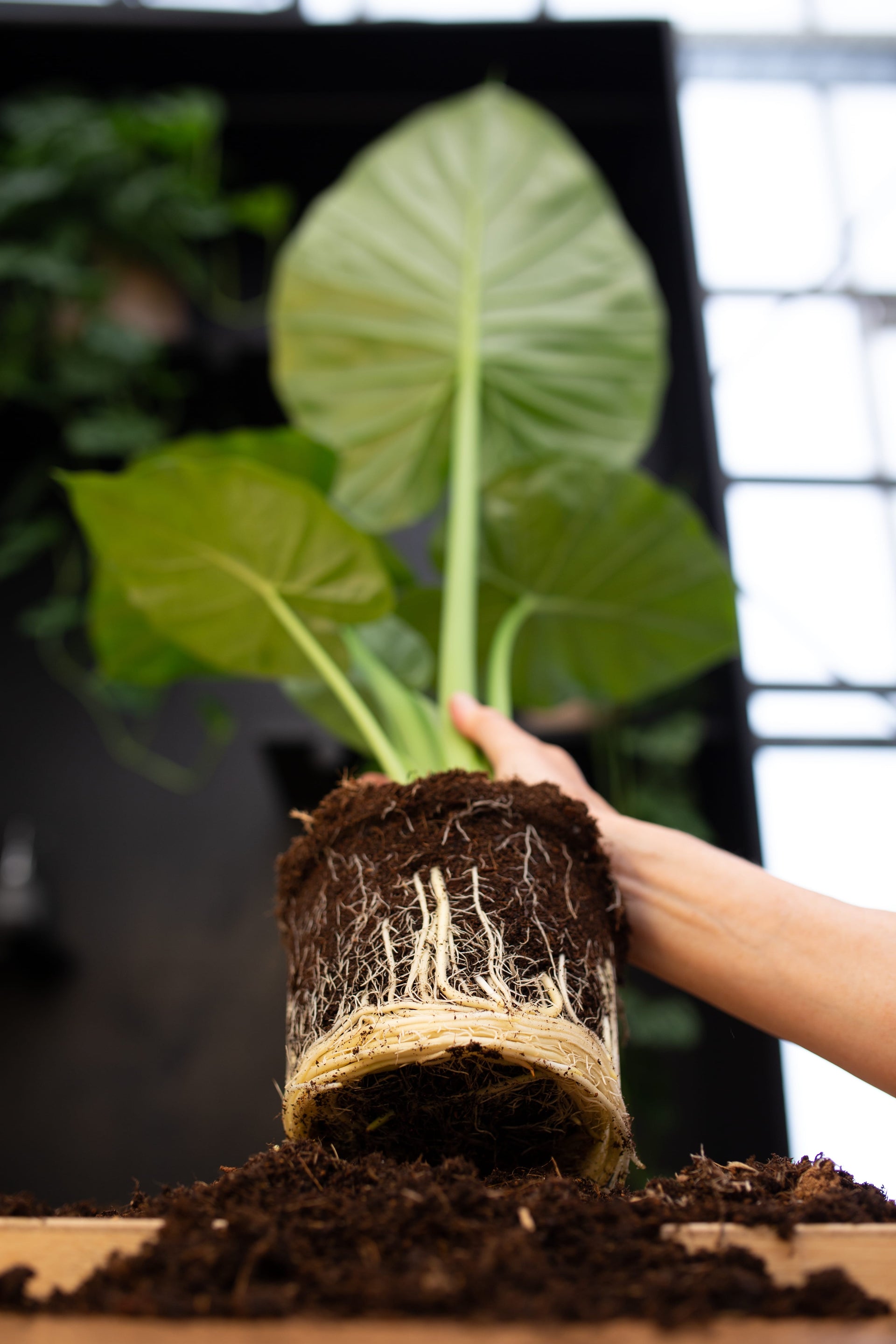 Alocasia verpotten