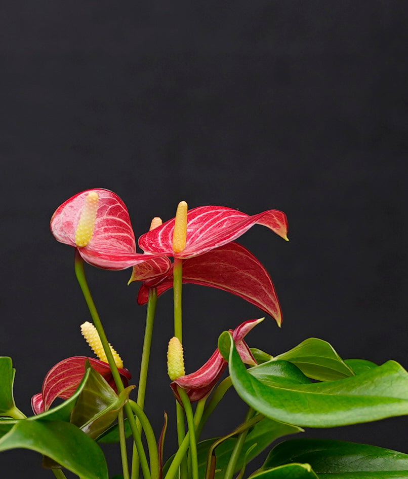 Bundel Bolglas | 3 kleuren Anthurium | Hydroponie