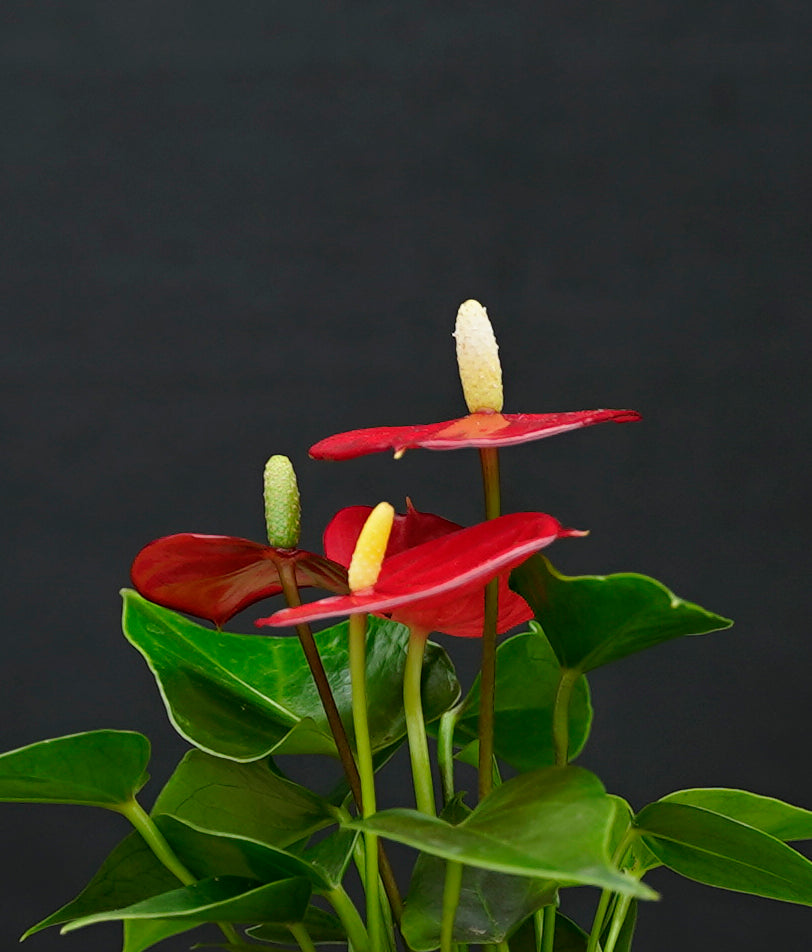 anthurium hydroponie INTENZ® | Bolglas Anthurium | Hydroponie | 35cm
