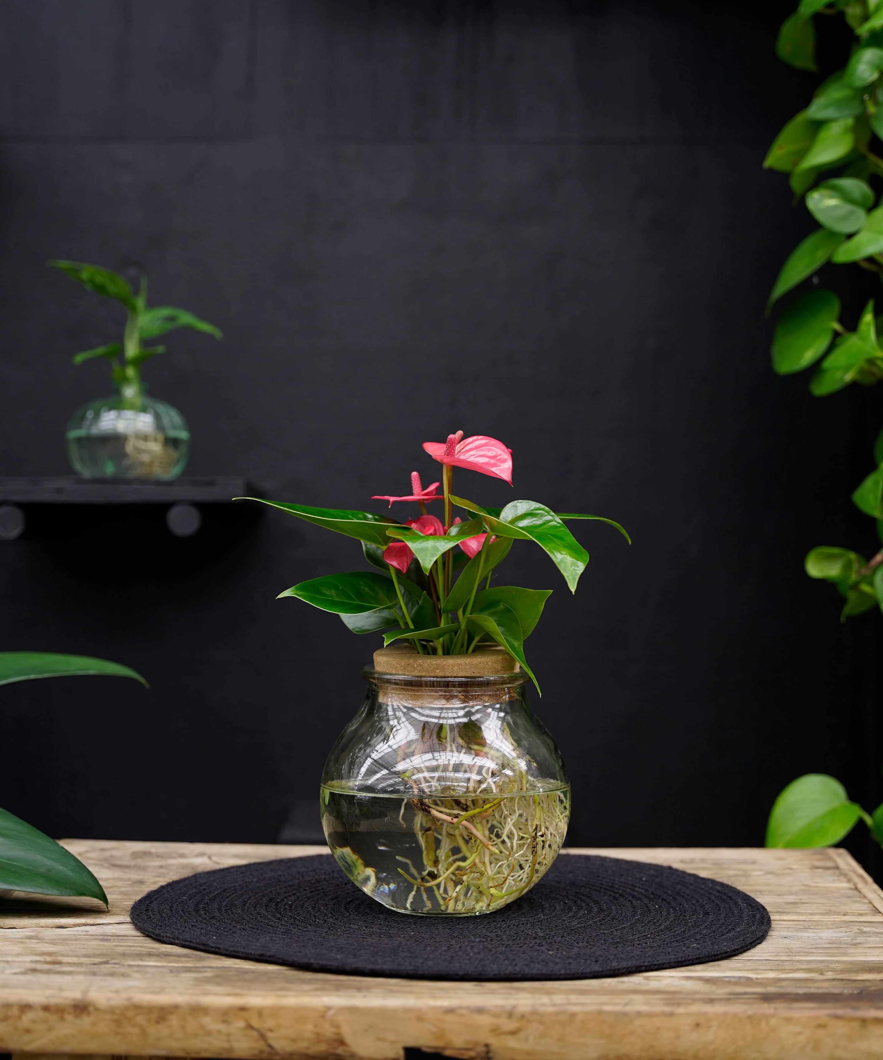 anthurium hydroponie Bundel Bolglas | 3 kleuren Anthurium