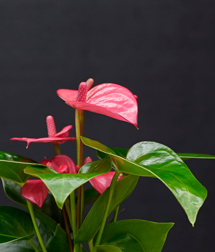 Bundel Bolglas | 3 kleuren Anthurium | Hydroponie