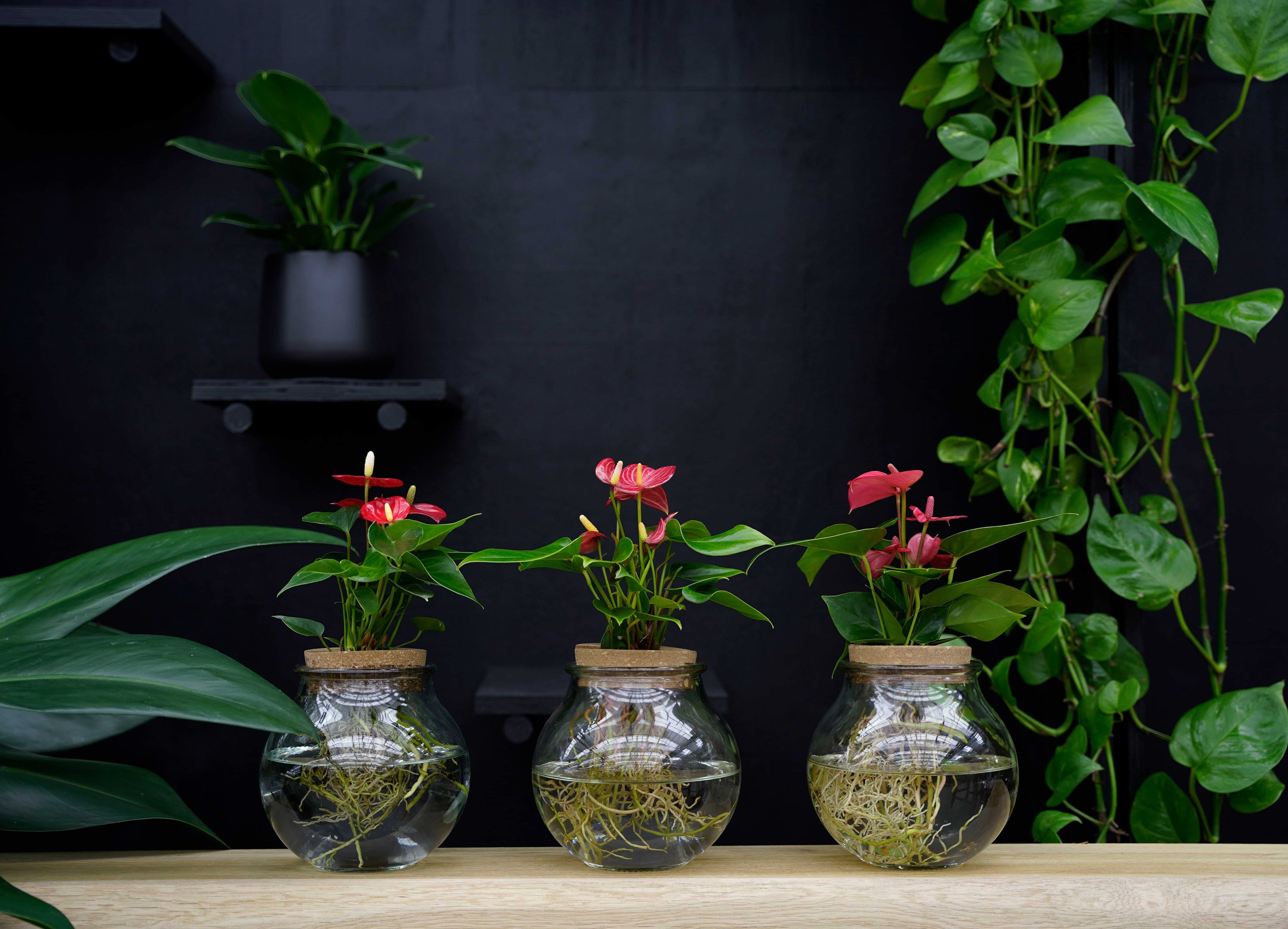 Bundel Bolglas | 3 kleuren Anthurium | Hydroponie