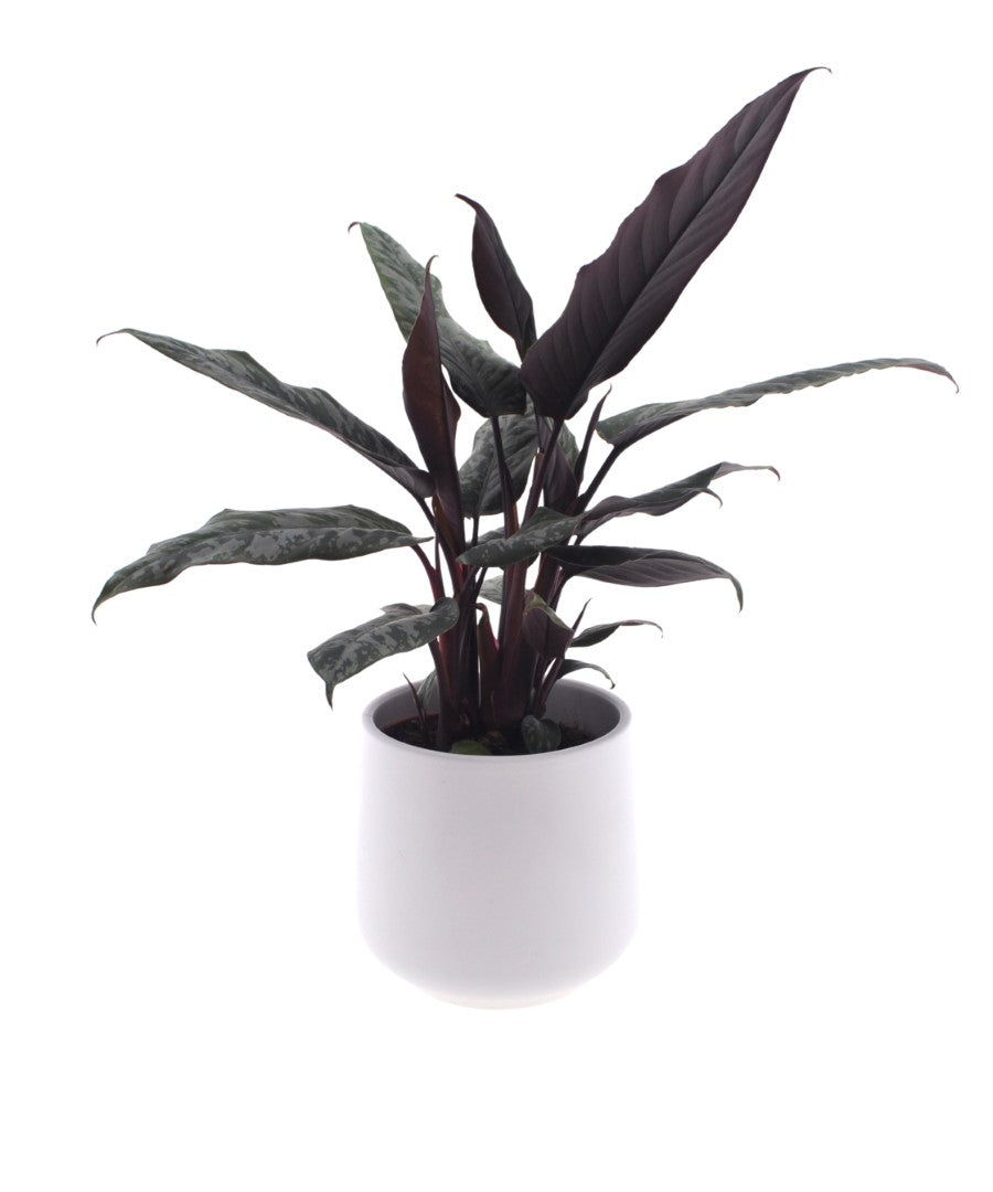 Apoballis Acuminatissima | 35cm | met pot naar keuze