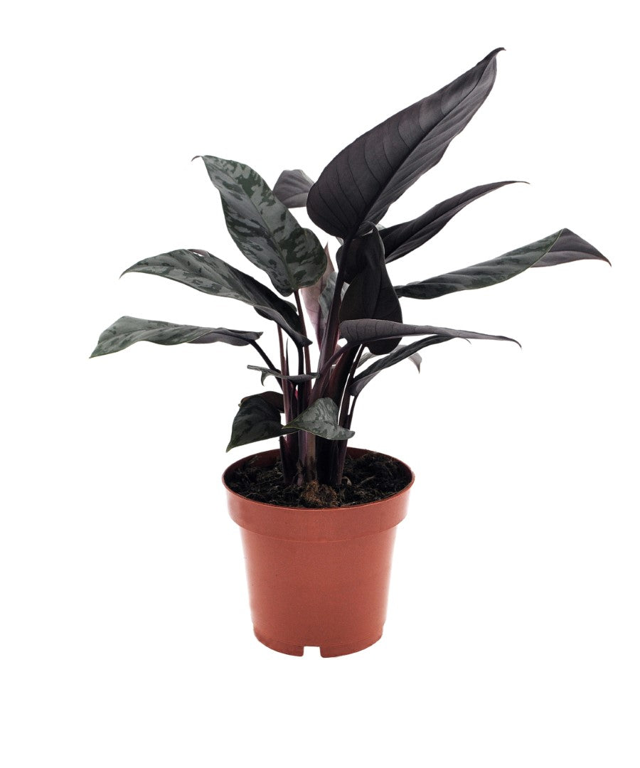 Apoballis Acuminatissima | 35cm | met pot naar keuze