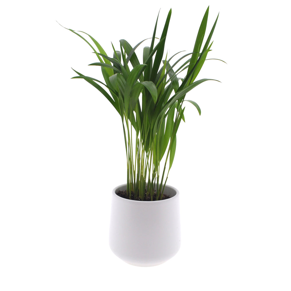 Dypsis Areca | 25cm | witte keramieken pot | Jungle