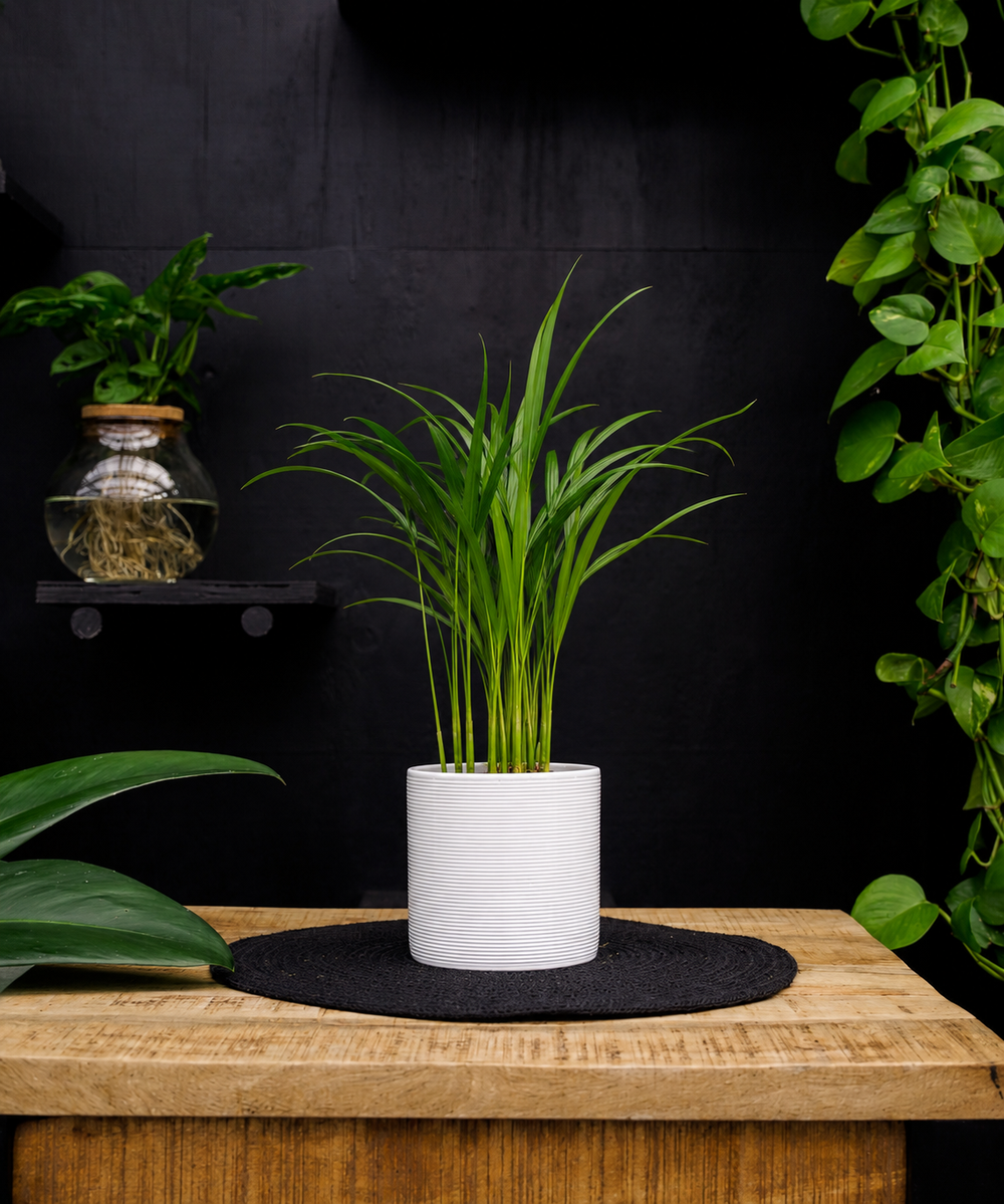 Dypsis Areca | 25cm | met pot naar keuze