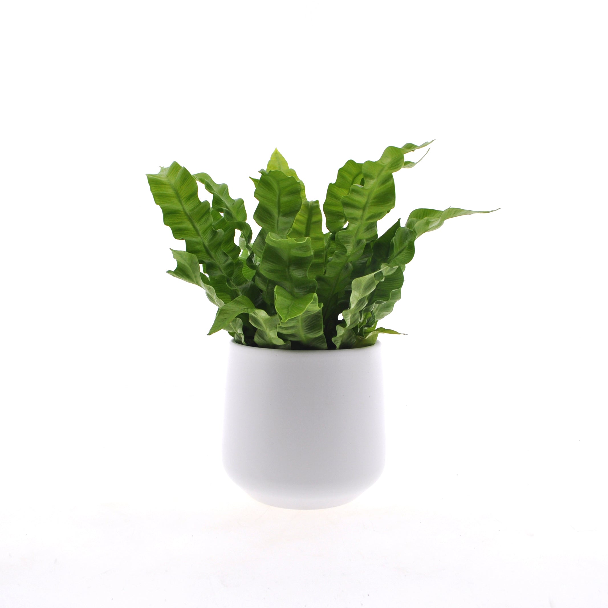 Asplenium Crispy Wave | 25cm | Curly fern | incl. white ceramic pot | Jungle