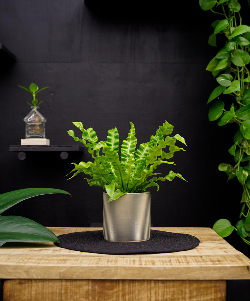 Asplenium Crispy Wave | 25cm | krulvaren | met pot naar keuze