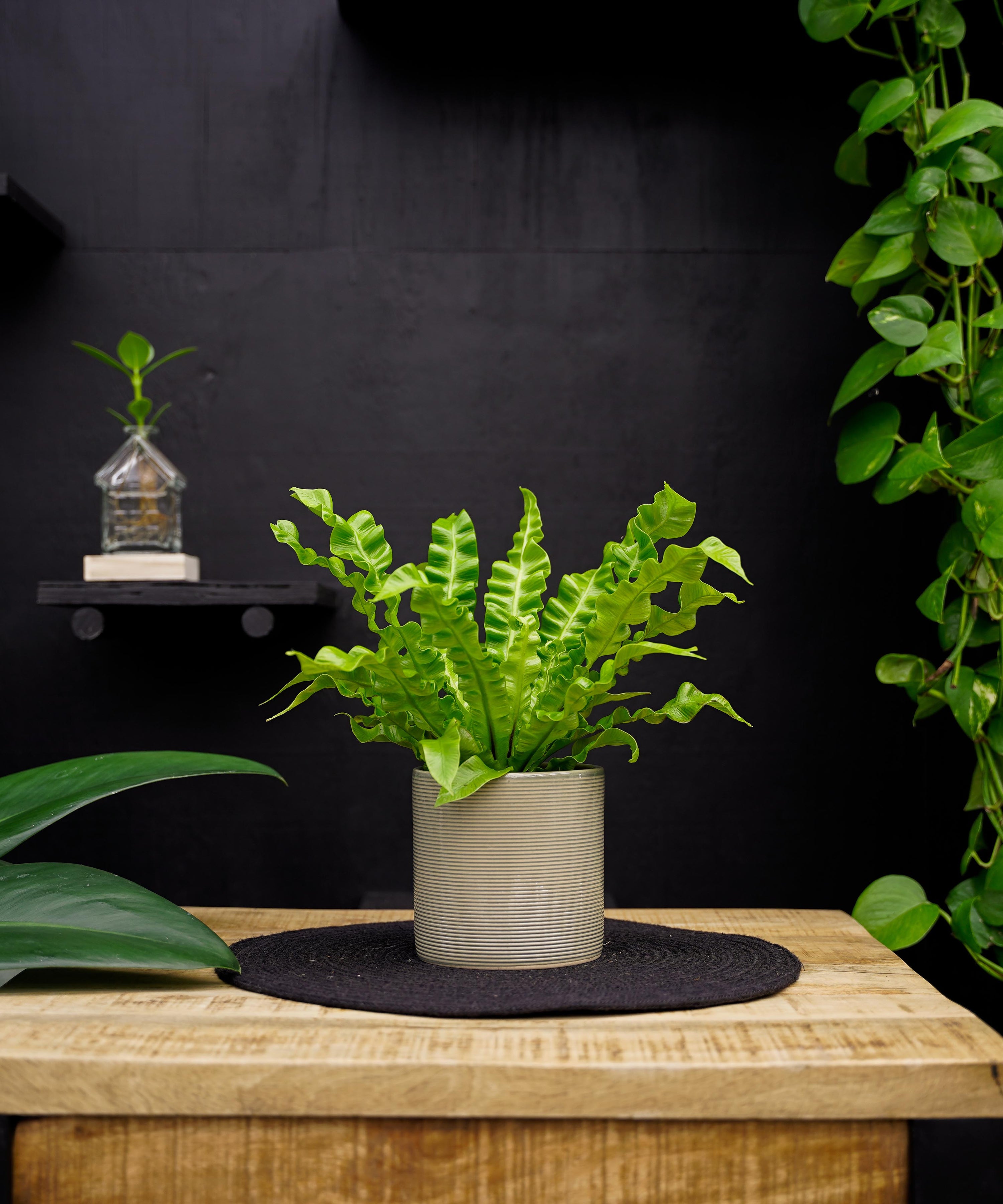 Asplenium Crispy Wave | 25cm | krulvaren | met pot naar keuze