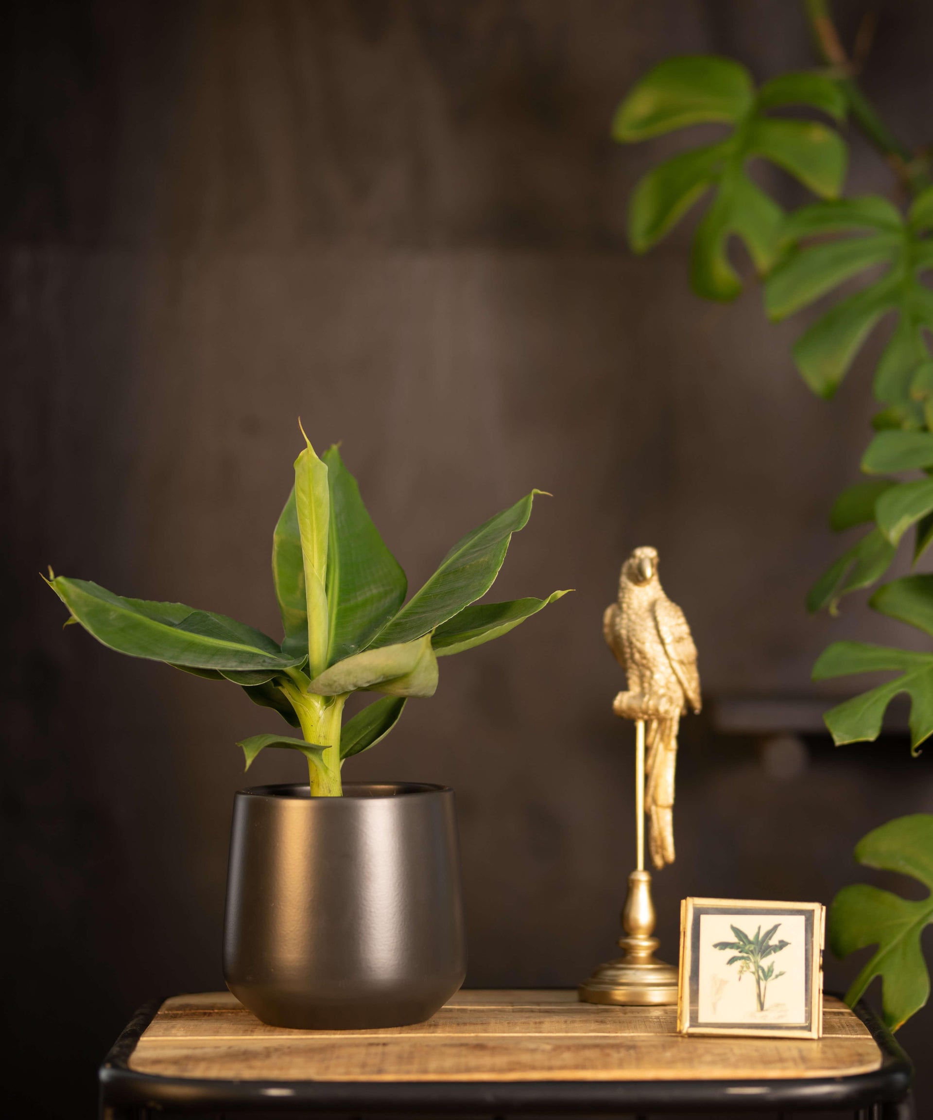 Bananenplant in keramieken pot