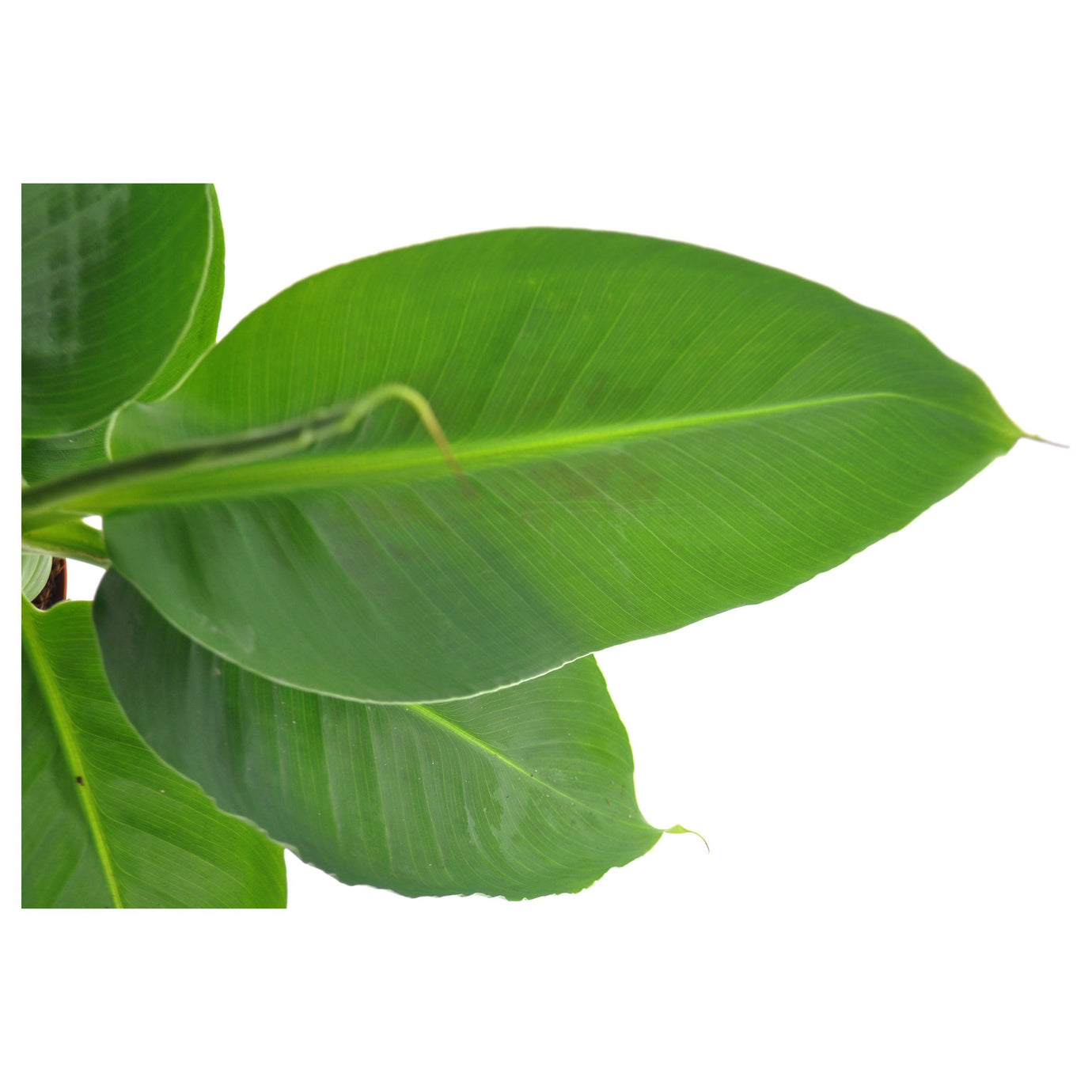 Bananenplant blad