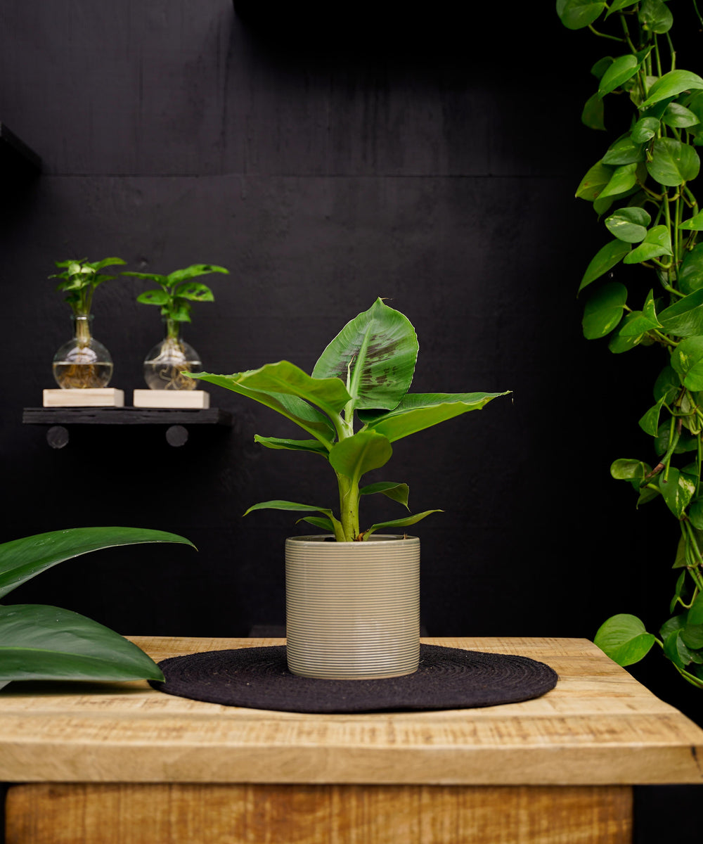 Bananenplant | 30cm | met pot naar keuze