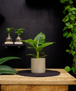 Bananenplant | 30cm | met pot naar keuze
