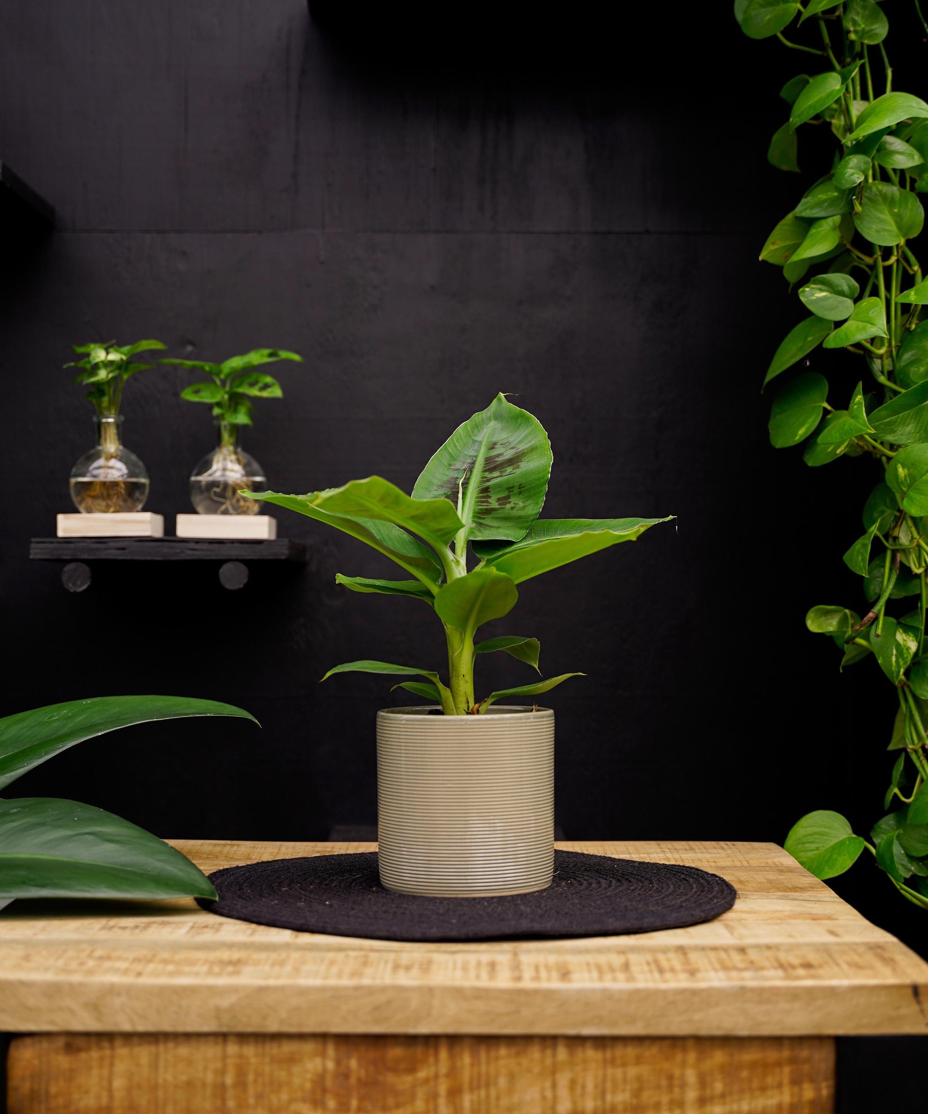 Bananenplant | 30cm | met pot naar keuze