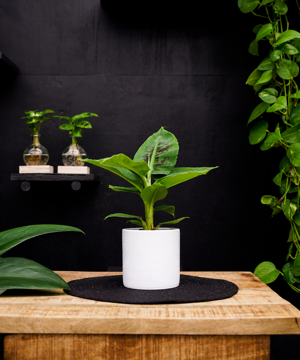 Bananenplant | 30cm | met pot naar keuze
