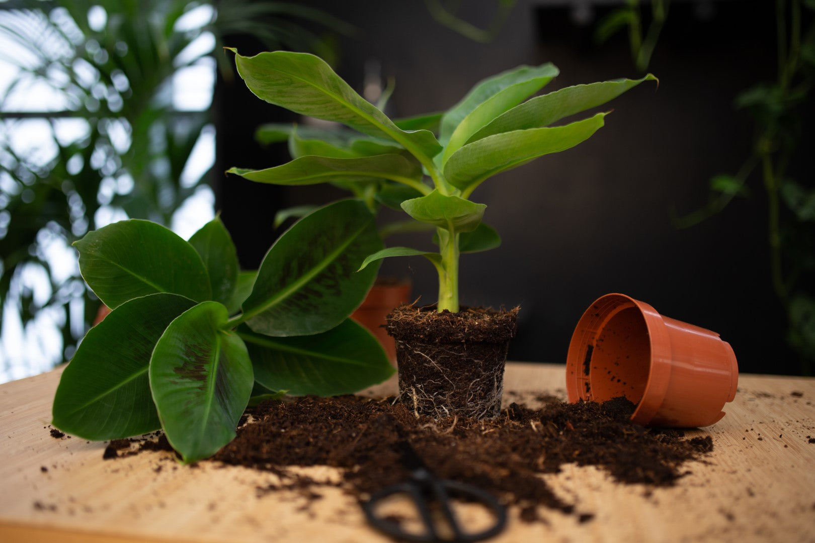 Bananenplant overpotten