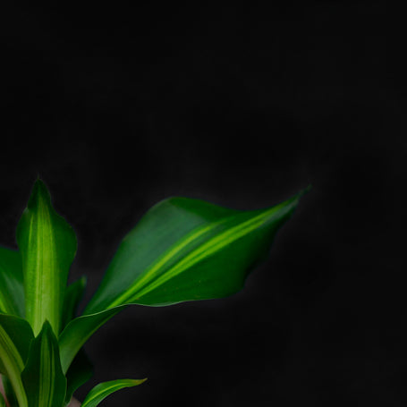 Stekje in water | Dracena | Small