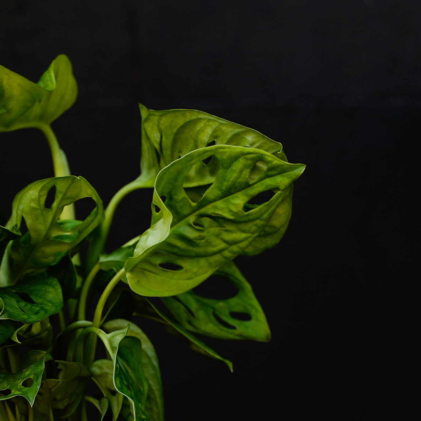 Blad Monstera plant