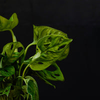 Blad Monstera plant