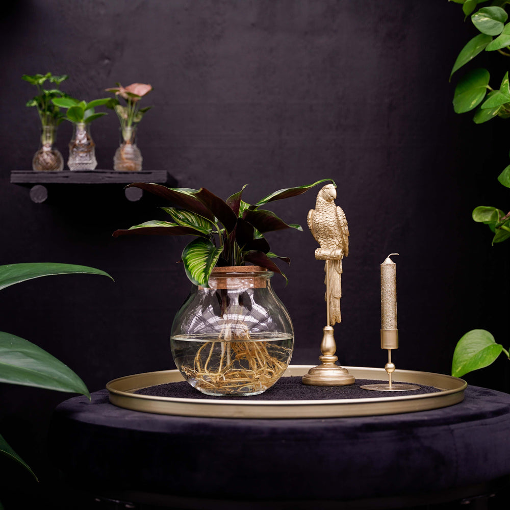 Bolglas | Calathea Beauty Star | Hydroponie
