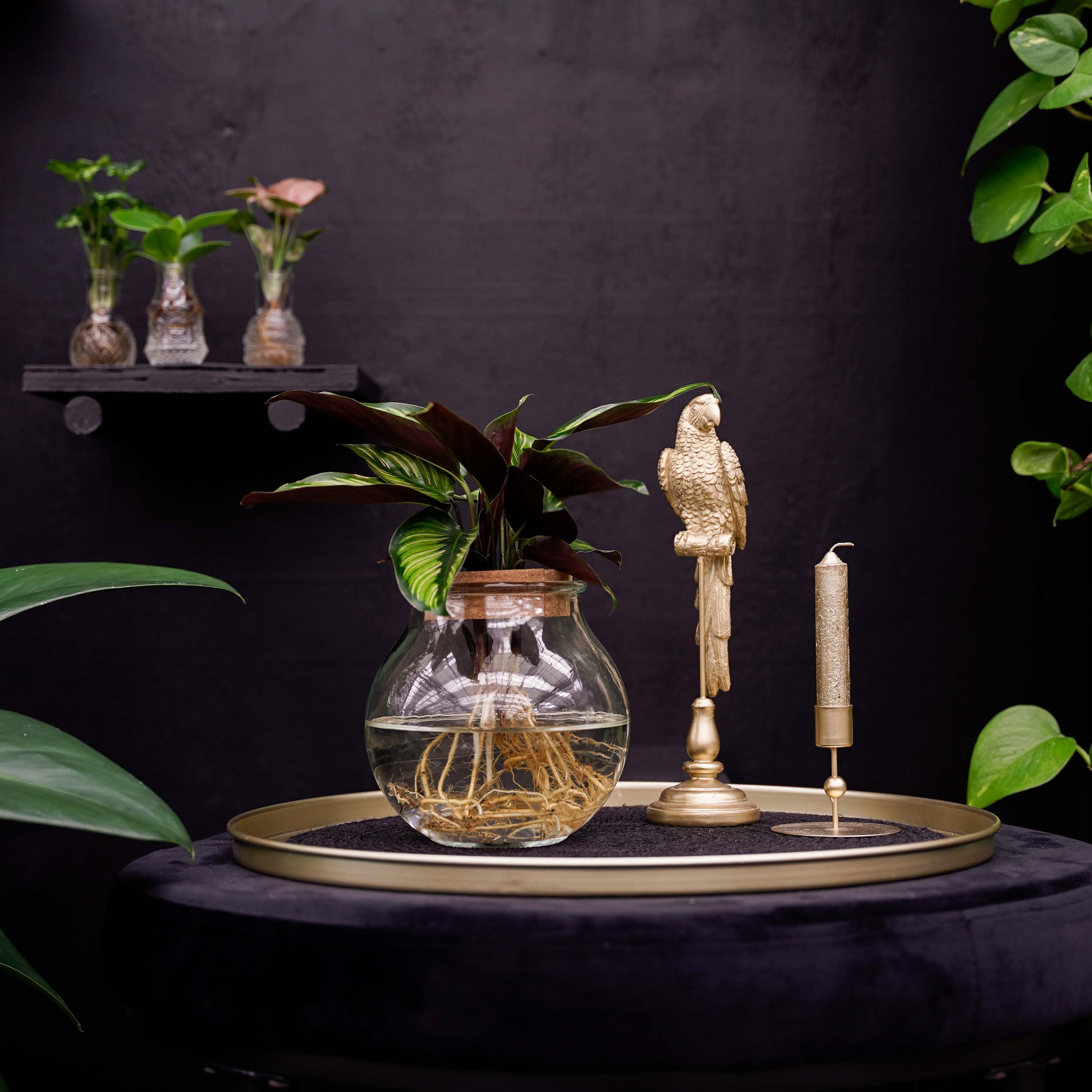 Bolglas | Calathea Beauty Star | Hydroponie