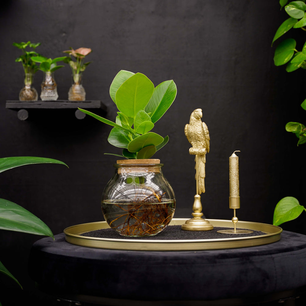 Bolglas | Clusia rosea Princess | Hydroponie