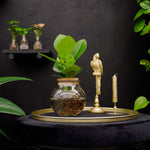 Bolglas | Clusia rosea Princess | Hydroponie