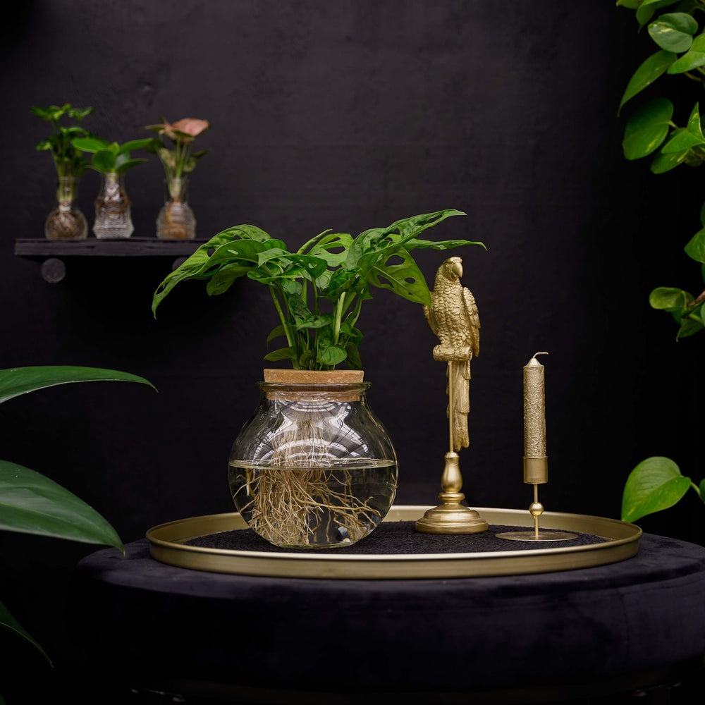 Bolglas | Monstera | Adansonii | Gatenplant | Hydroponie