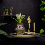Bolglas | Philodendron | White Wave | Hydroponie
