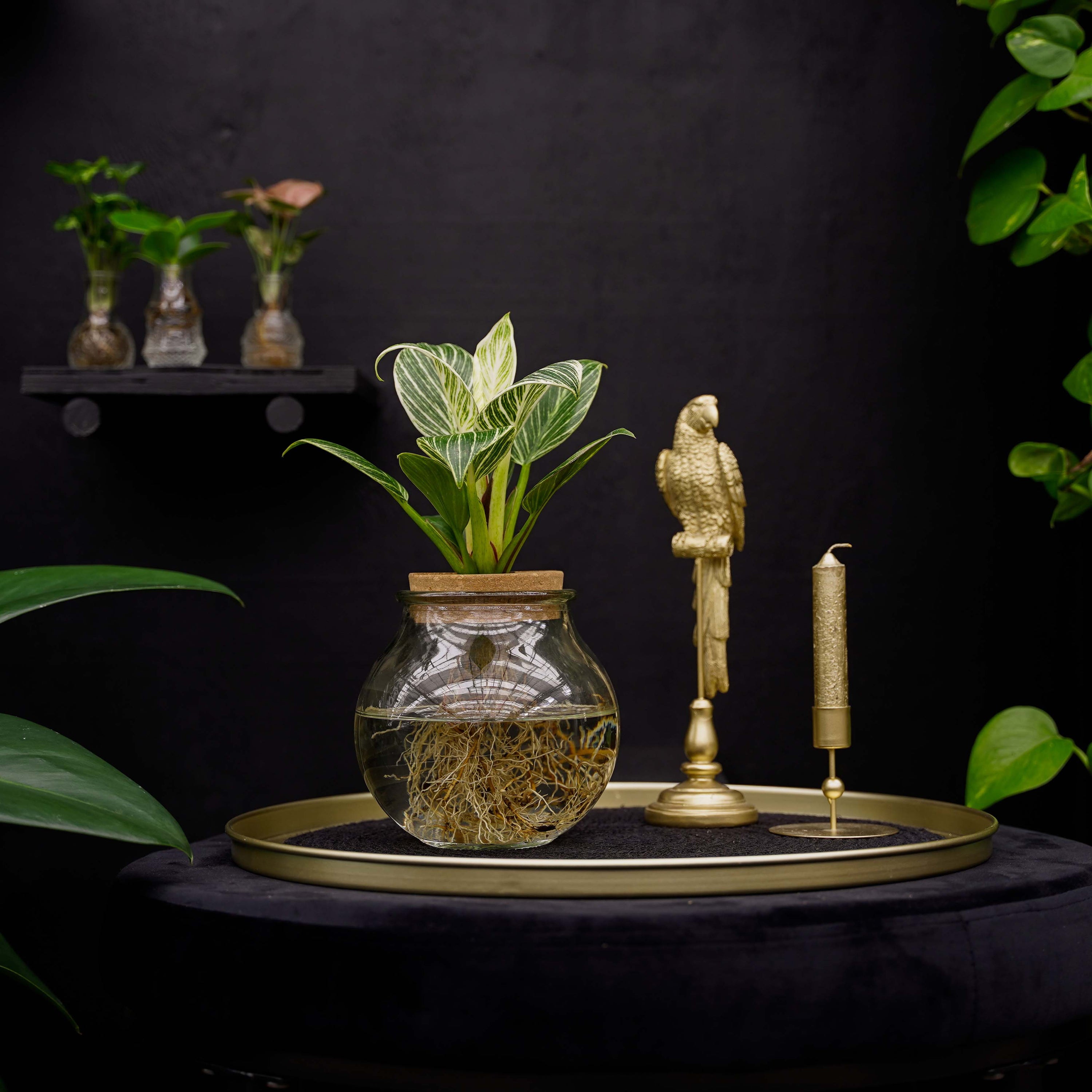 Bolglas | Philodendron | White Wave | Hydroponie