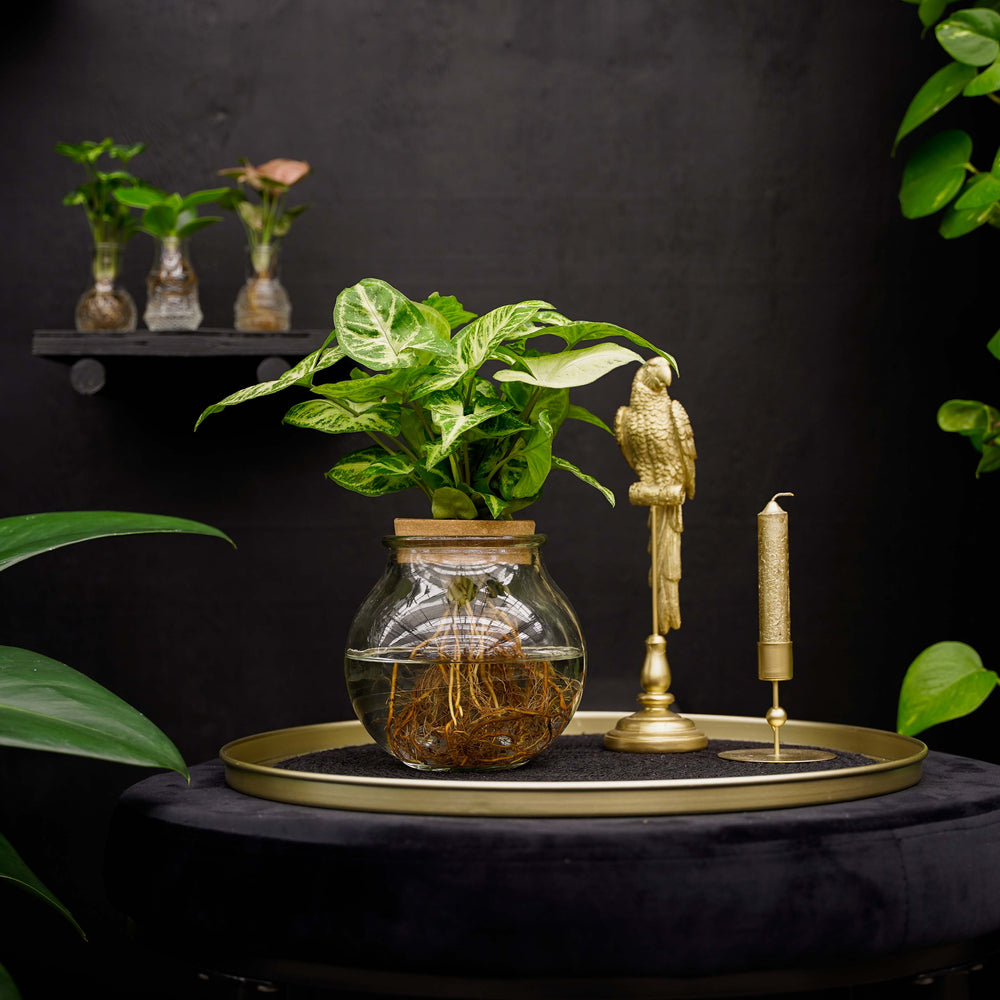 Bolglas | Syngonium | Hydroponie