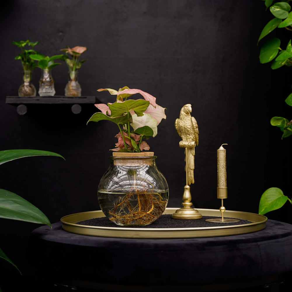 Bolglas | Syngonium Neon | Hydroponie