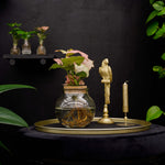 Bolglas | Syngonium Neon | Hydroponie