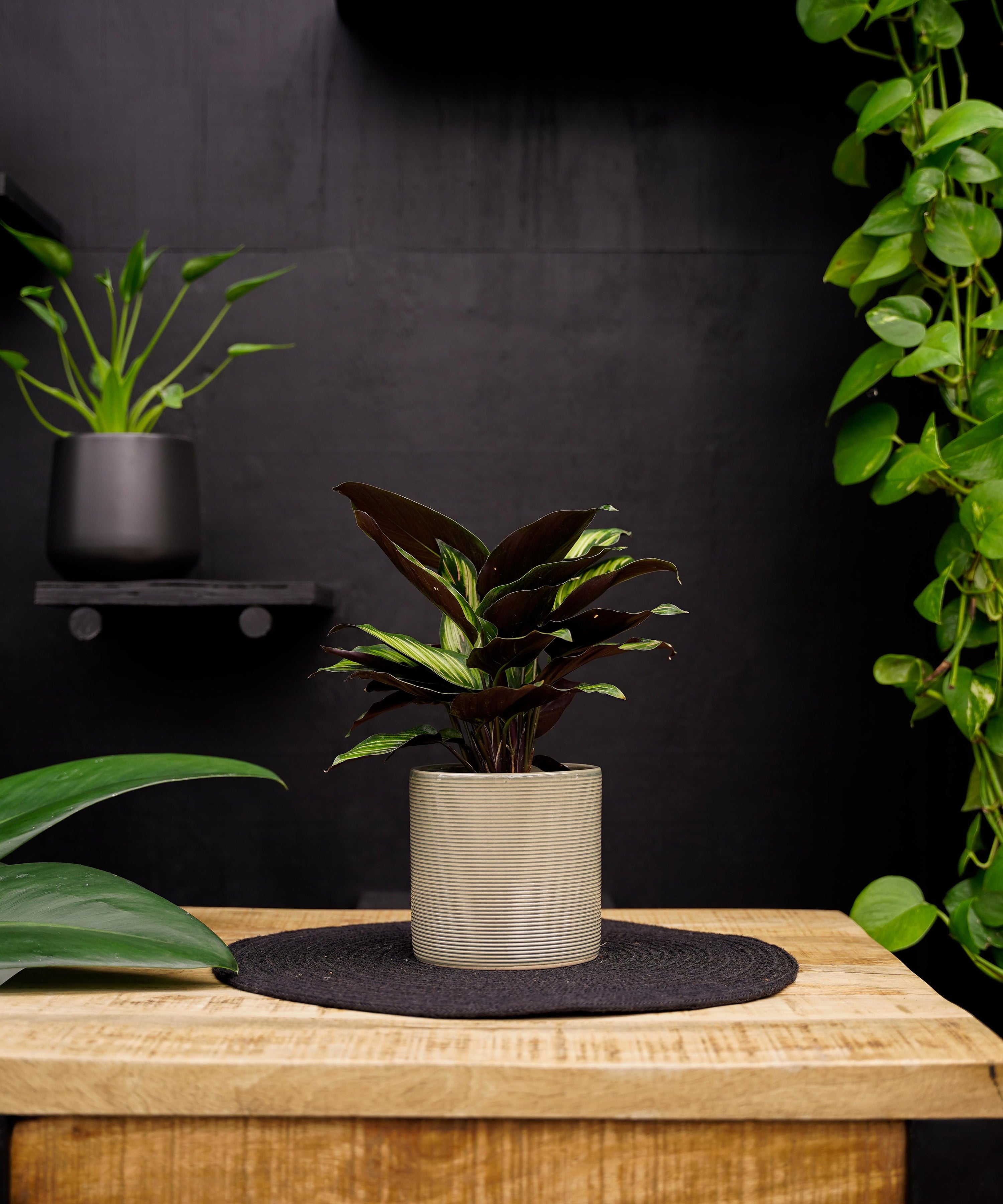 Calathea Beauty Star | 30cm | met pot naar keuze