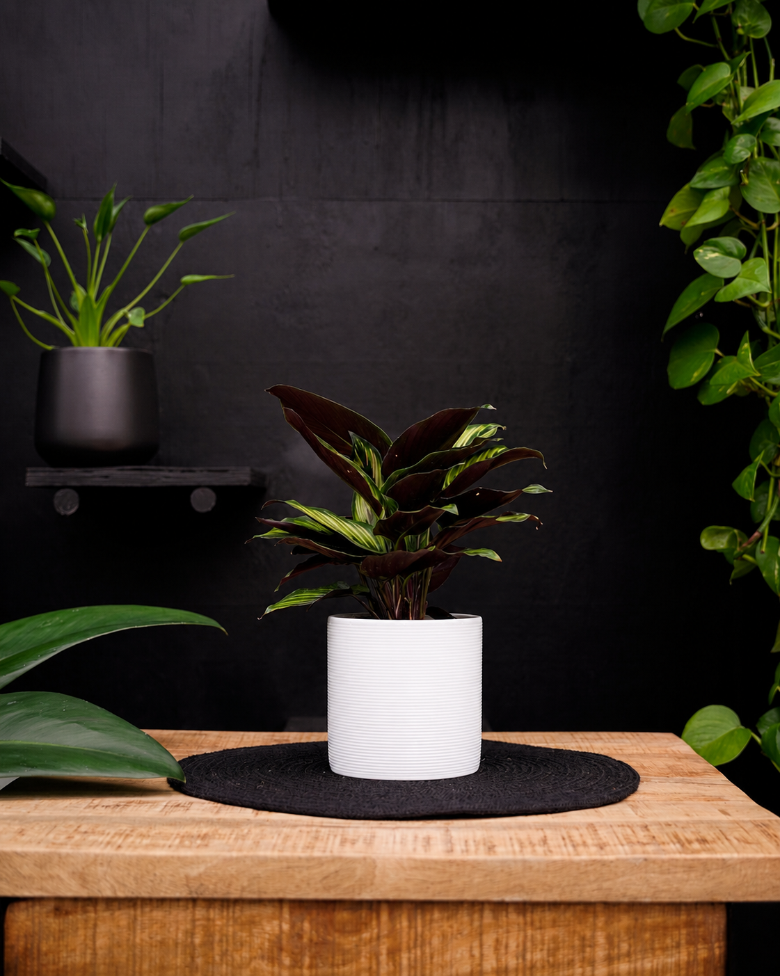 Calathea Beauty Star | 30cm | met pot naar keuze