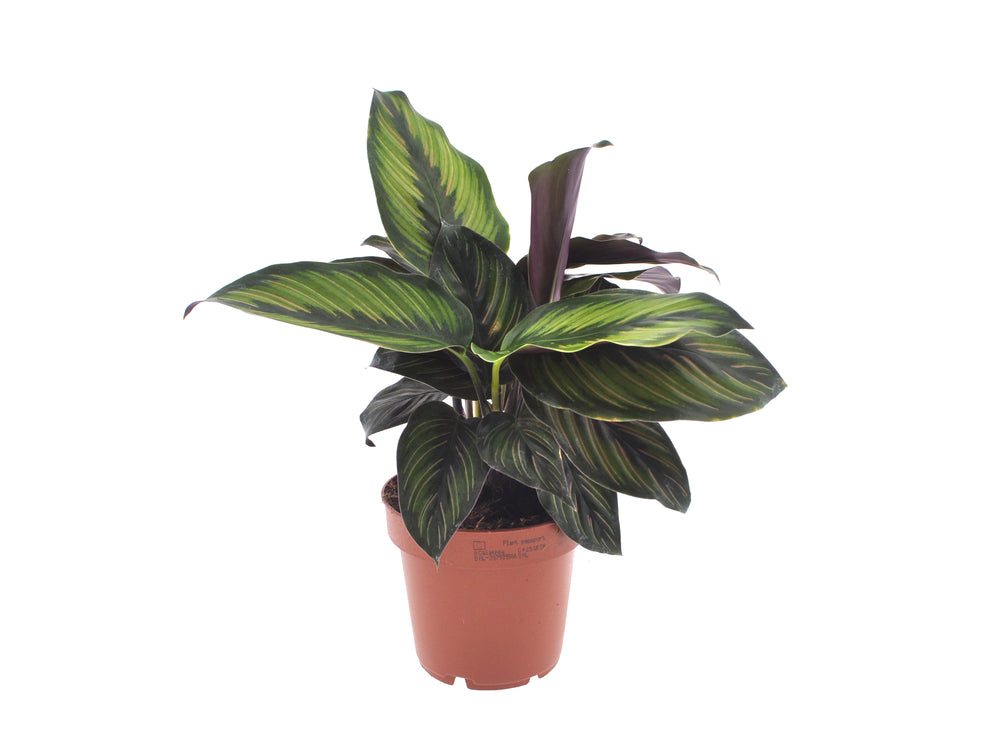 Calathea Beauty Star | 30cm | met pot naar keuze