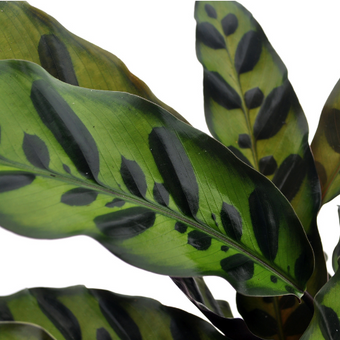 Calathea Blad