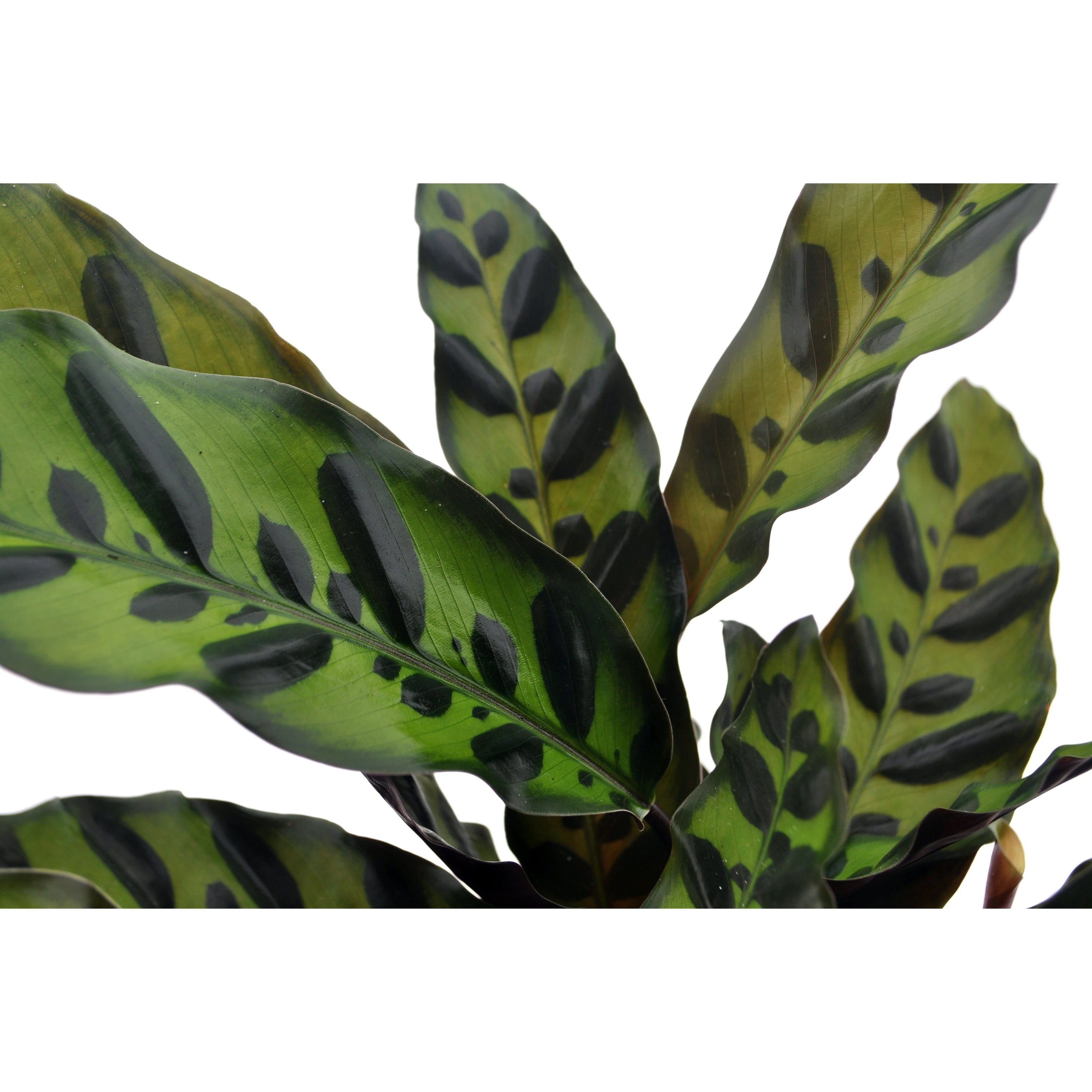 Calathea | Pauwenplant | 35cm | incl. witte keramieken pot