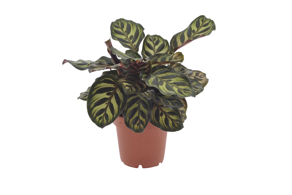 Calathea Makoyana | 30cm | met pot naar keuze