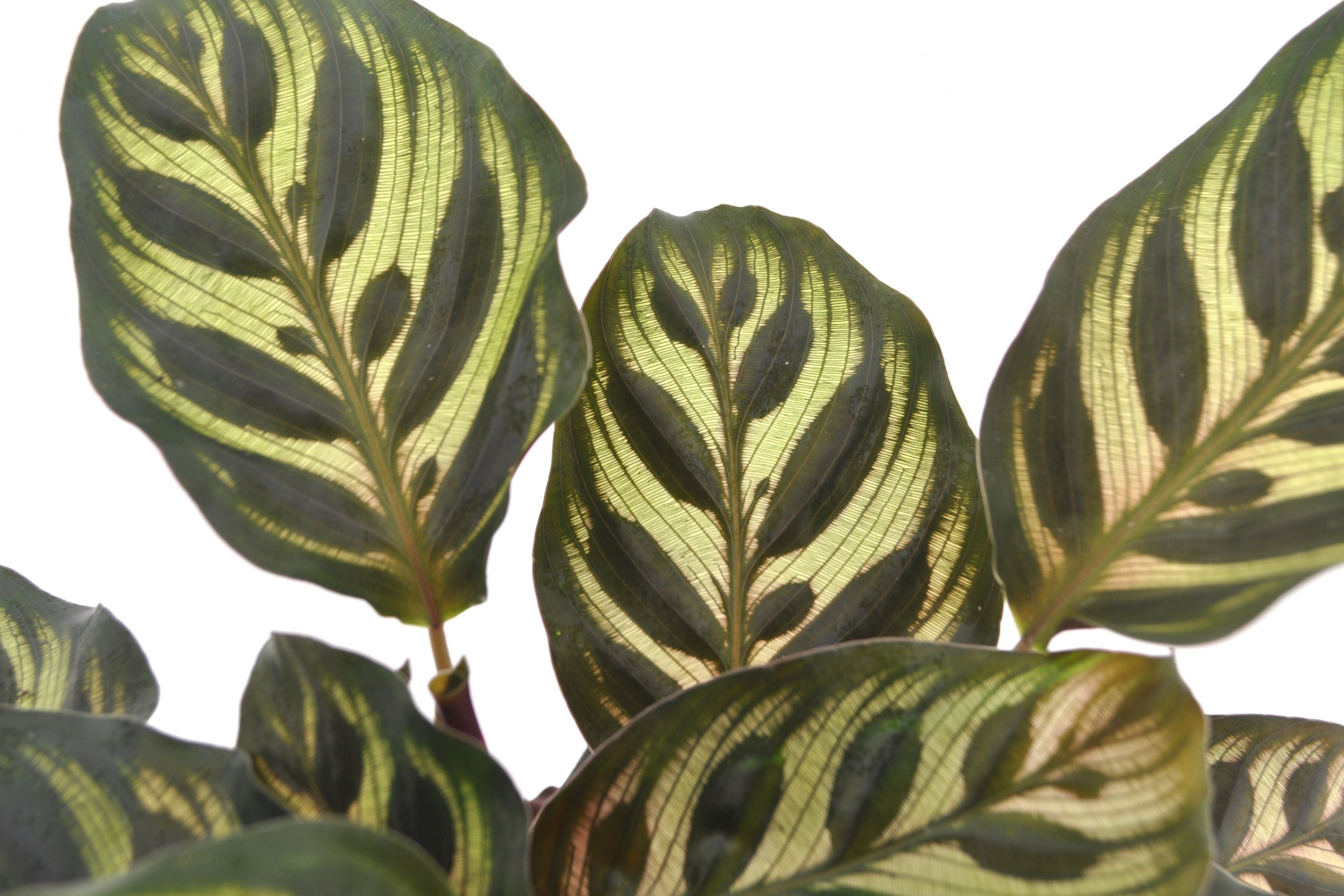 Stekje in water | Calathea Makoyana | Small