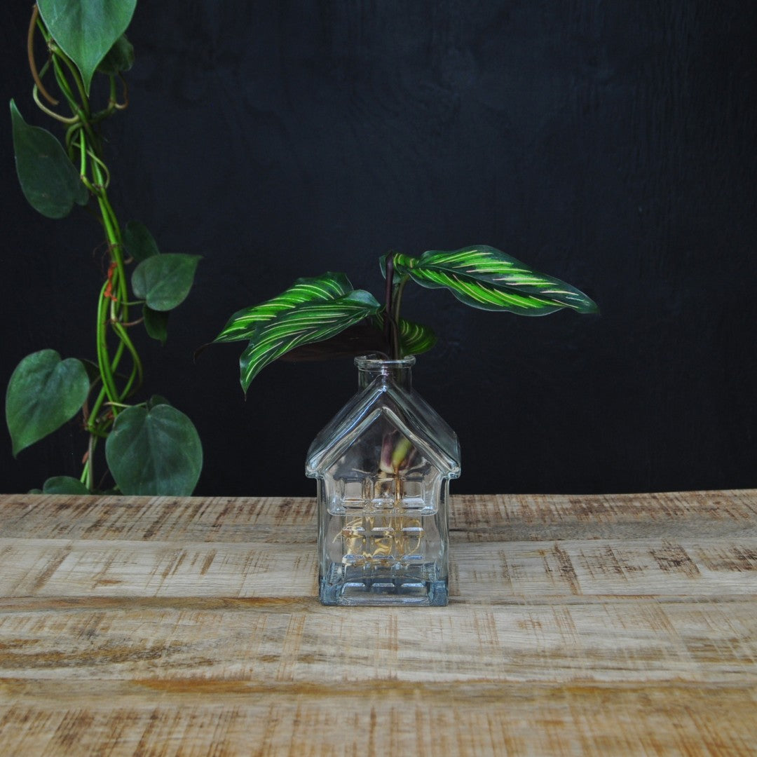 INTENZ® | OSLO | Glazen huisvaasje met plant op water | stek keuze