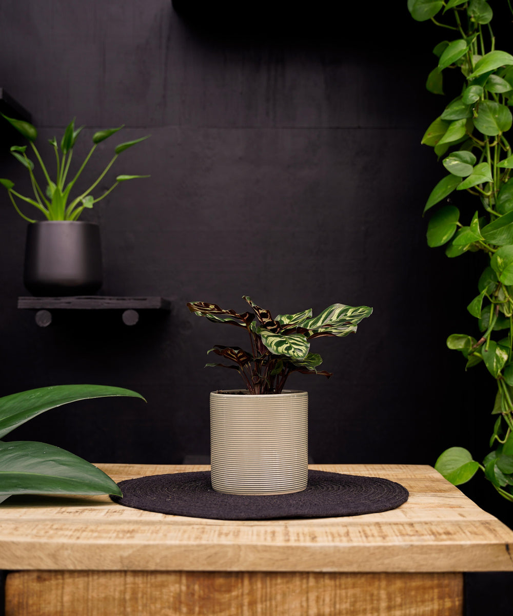 Calathea Makoyana | 30cm | met pot naar keuze