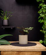 Calathea Makoyana | 30cm | met pot naar keuze