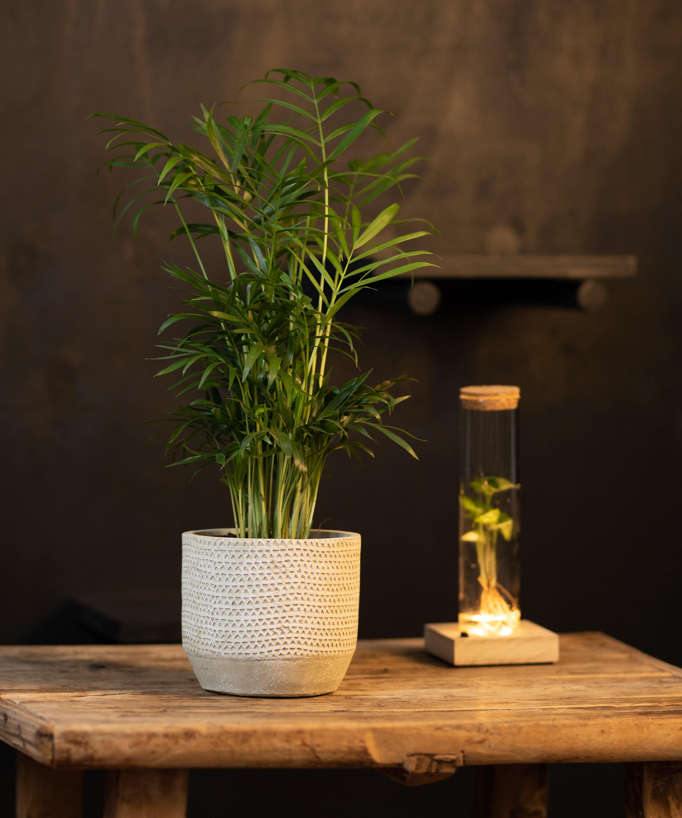 INTENZ® | Chamaedorea Elegans | 35cm | kamerplant – intenz