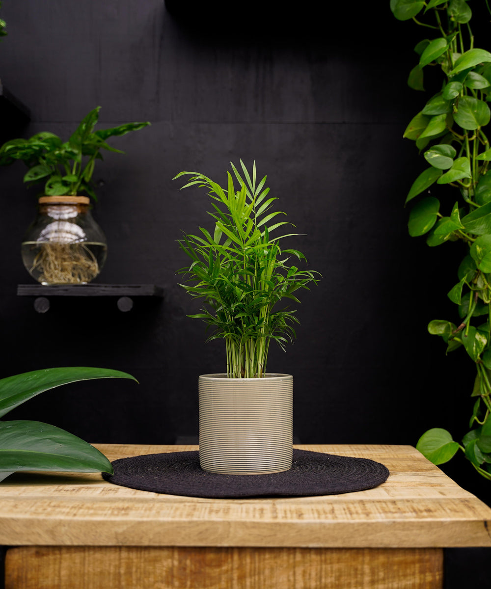 Chamaedorea Elegans | 35cm | met pot naar keuze