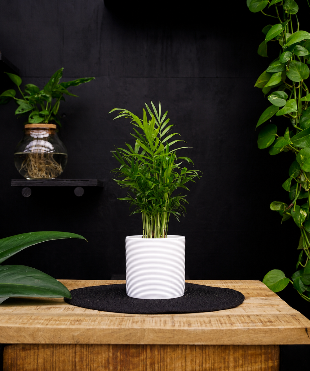 Chamaedorea Elegans | 35cm | met pot naar keuze