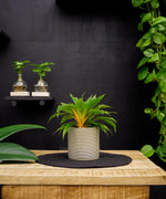 Chlorophytum Fire Flash | 28cm | met pot naar keuze