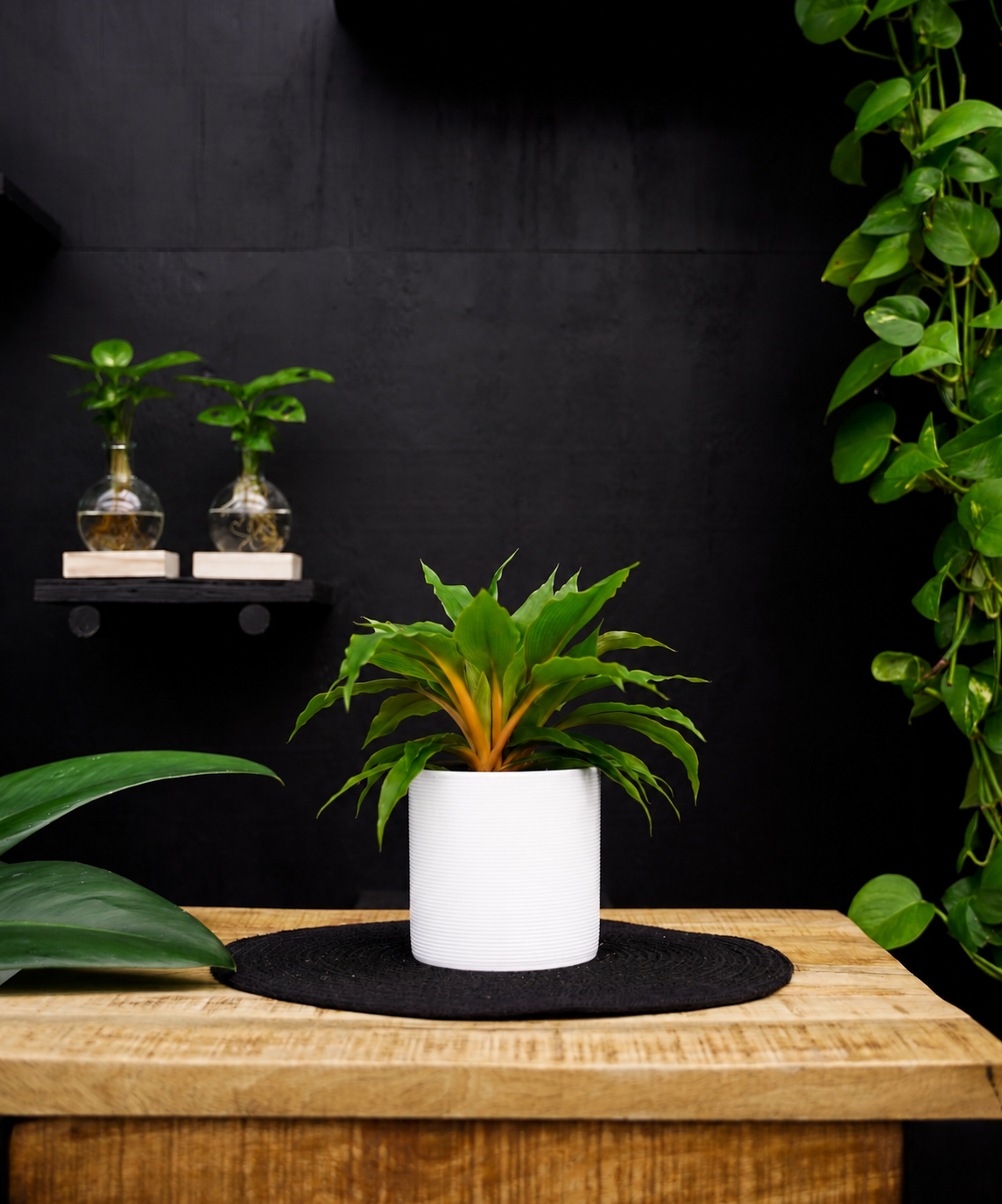 Chlorophytum Fire Flash | 28cm | met pot naar keuze
