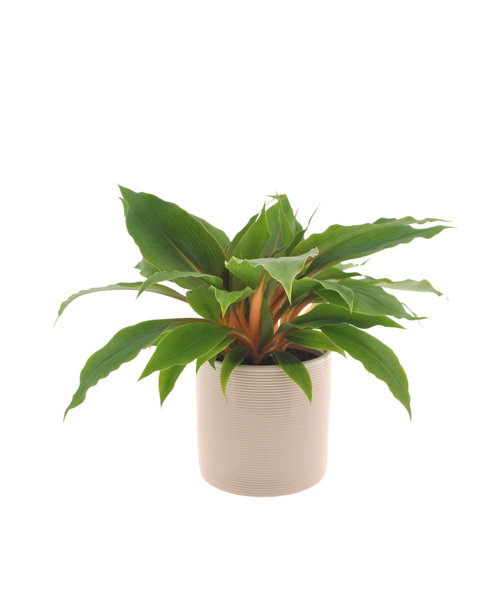 Chlorophytum Princess Mabel | 28cm | met pot naar keuze
